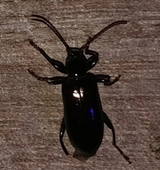 Statira