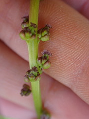 Triglochin maritima
