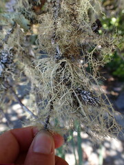 Ramalina farinacea