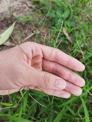 Digitaria radicosa