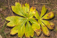 Podophyllum peltatum