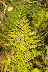 Athyrium angustum