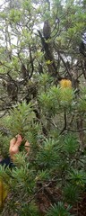 Banksia neoanglica