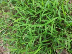 Digitaria radicosa