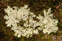 Parmelioideae