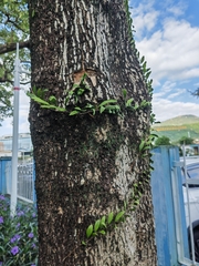 Pyrrosia adnascens