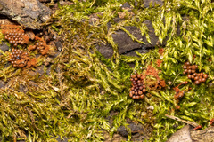 Metatrichia vesparium