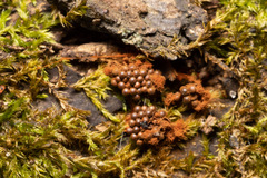 Metatrichia vesparium