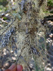 Ramalina farinacea