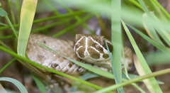 Crotalus willardi