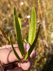 Smilax laurifolia