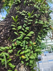 Pyrrosia adnascens