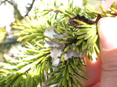 Lobarina scrobiculata