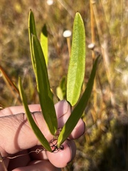 Smilax laurifolia