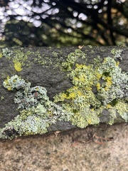 Physcia millegrana