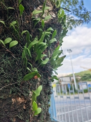 Pyrrosia adnascens