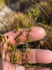 Hypericum tenuifolium