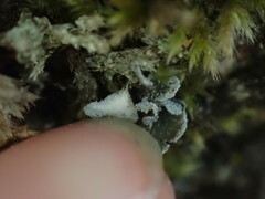 Erioderma sorediatum