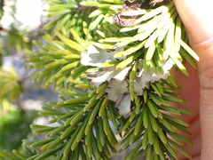 Lobarina scrobiculata