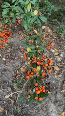 Pyracantha coccinea