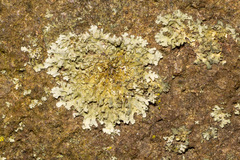 Phaeophyscia rubropulchra