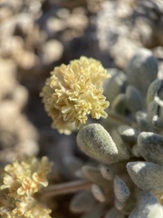 Eriogonum shockleyi