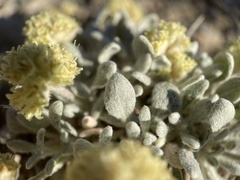 Eriogonum shockleyi