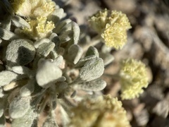 Eriogonum shockleyi