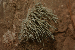 Pilophorus acicularis