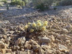 Eriogonum shockleyi