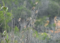 Passer hispaniolensis