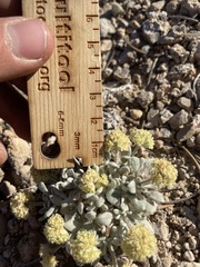 Eriogonum shockleyi