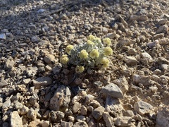 Eriogonum shockleyi
