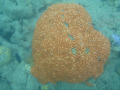 Lobophyllia