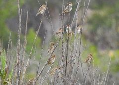 Passer hispaniolensis