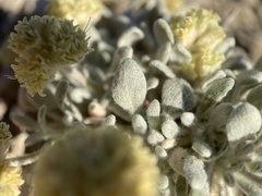Eriogonum shockleyi