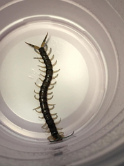 Hemiscolopendra marginata