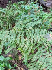 Pteridium aquilinum pubescens