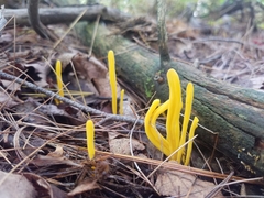 Clavariaceae