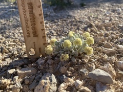 Eriogonum shockleyi