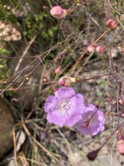 Agalinis peduncularis