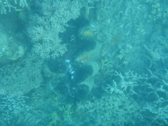 Tridacna gigas
