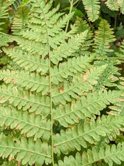 Pteridium aquilinum pubescens