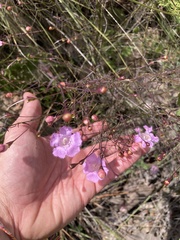 Agalinis peduncularis