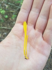 Clavariaceae