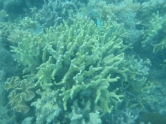 Porites cylindrica