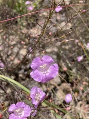 Agalinis peduncularis