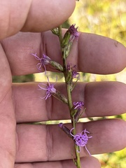 Liatris spicata
