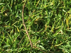 Diapheromera femorata