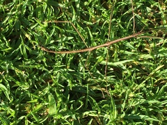 Diapheromera femorata